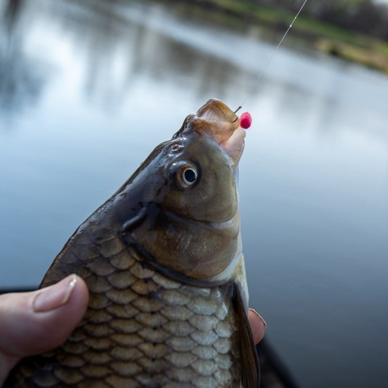 Carpa capturada usando wafter Fonseca como isca